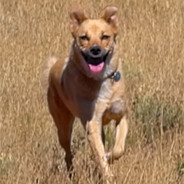 random brain droppings